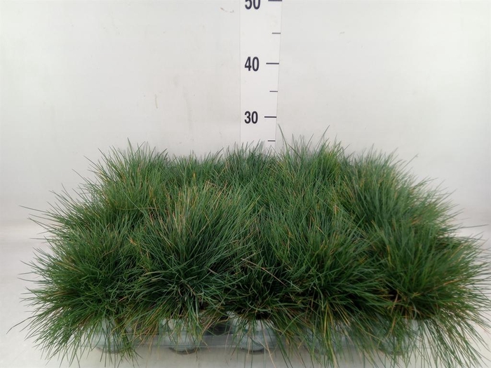 <h4>Festuca glauca 'Compacta Blue'</h4>