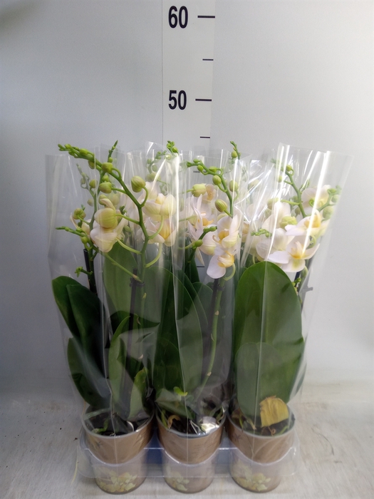 <h4>Phalaenopsis multi.   ...yellow</h4>