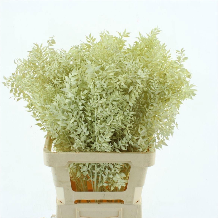 <h4>RUSCUS OV KLB H%</h4>