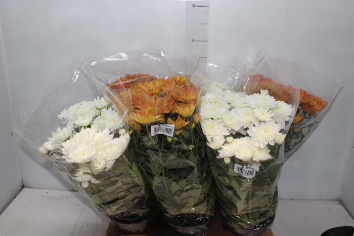 <h4>CRISANTEMO P15</h4>