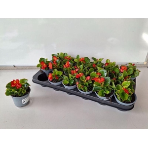 Begonia semperflorens