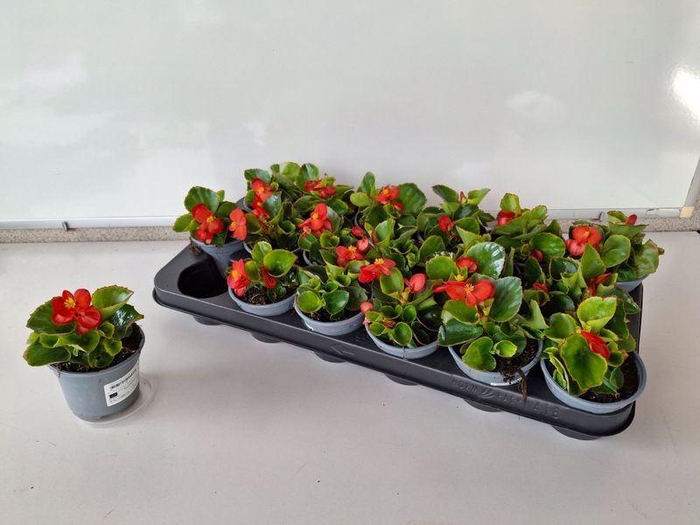 <h4>Begonia semperflorens</h4>