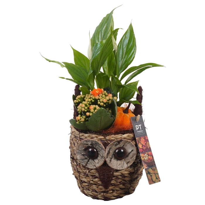 <h4>Arr.   Planten L%</h4>