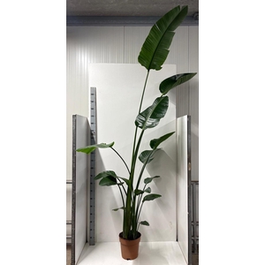 STRELITZIA NICOLAI