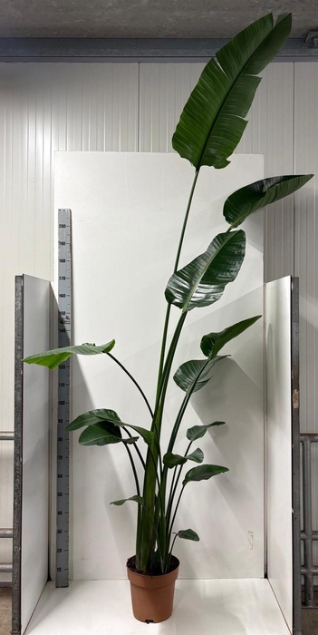 <h4>STRELITZIA NICOLAI</h4>