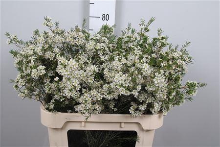 <h4>Chame Un Ofir</h4>