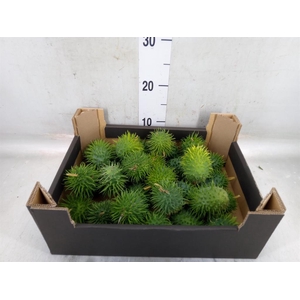 Cucumis hirsitus .../stuk