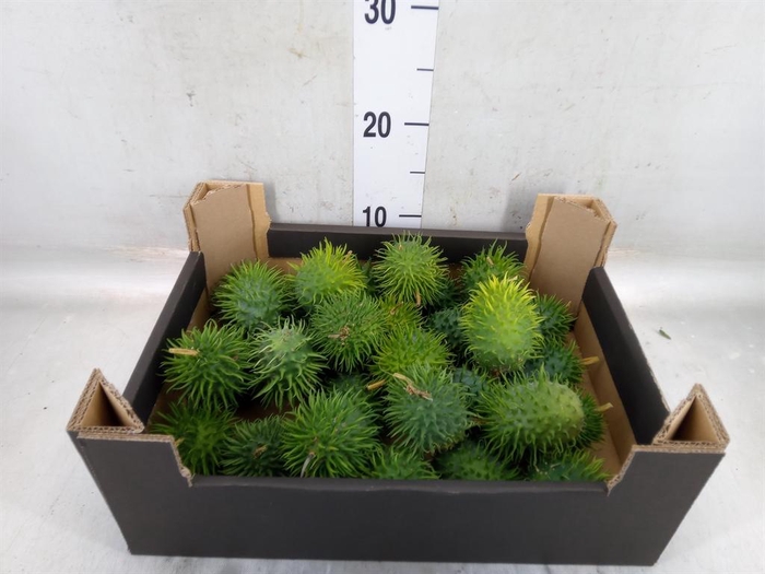 <h4>Cucumis hirsitus   .../stuk</h4>