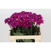 Dahlia Purple Fox