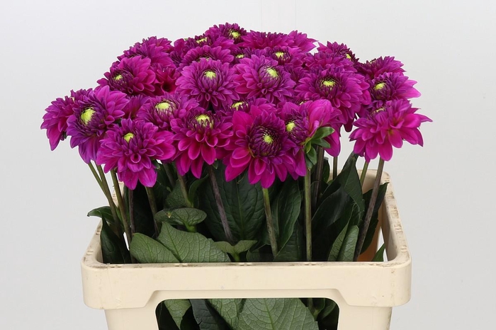 <h4>Dahlia Purple Fox</h4>