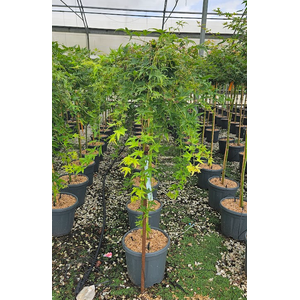 Acer palmatum