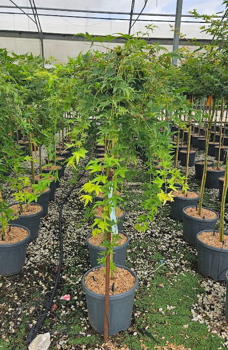 <h4>Acer palmatum</h4>