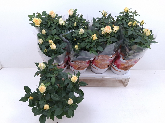 <h4>RO FAV RO YELLOW</h4>
