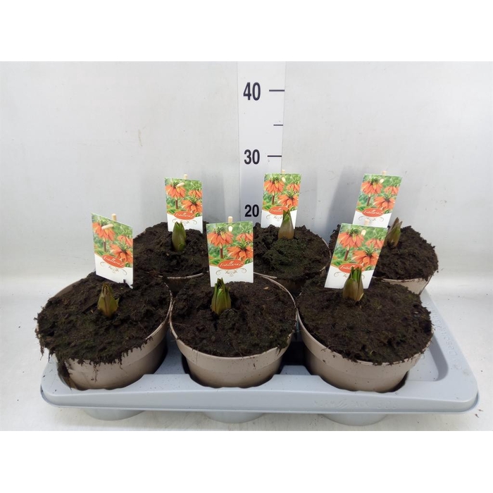 <h4>Fritillaria imper. 'Aurora'</h4>