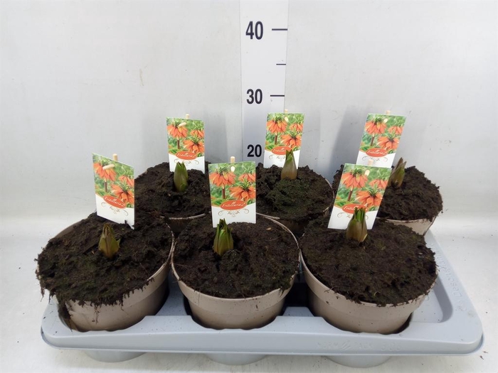 Fritillaria imper. 'Aurora'