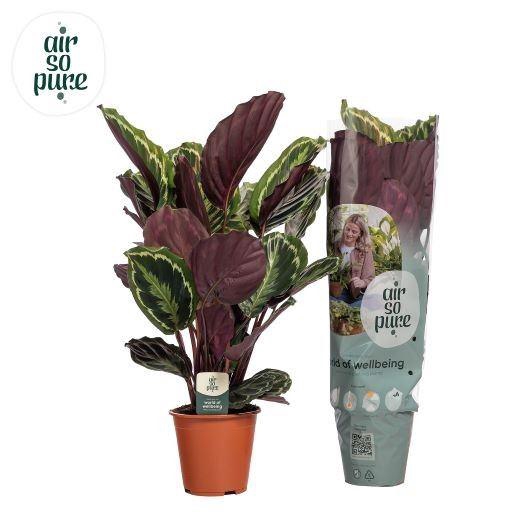 <h4>Calathea  'Medallion'</h4>