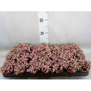 Fittonia  'Mosaic Zalm Forest Flam'