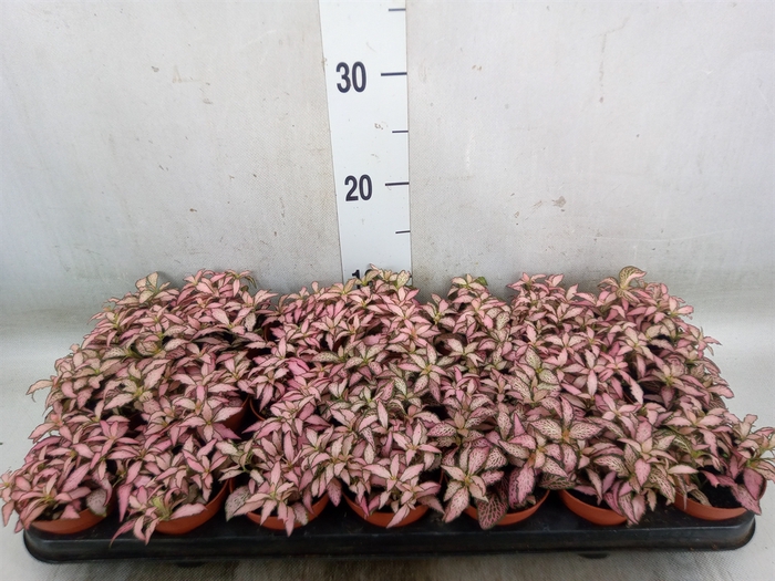 <h4>Fittonia  'Mosaic Zalm Forest Flam'</h4>