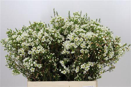 <h4>Chamelaucium Ivory White Pearl 60cm</h4>