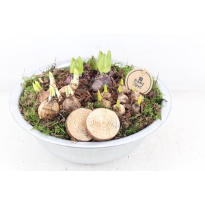 arr4 Bollenmix PL - Zink schaal hoog