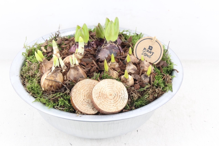 <h4>arr4 Bollenmix PL - Zink schaal hoog</h4>