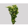 HYPERICUM MAGICAL SNOWPRINCE 070 CM