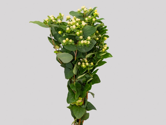 HYPERICUM MAGICAL SNOWPRINCE 070 CM