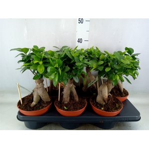 Ficus microcarpa 'Ginseng'