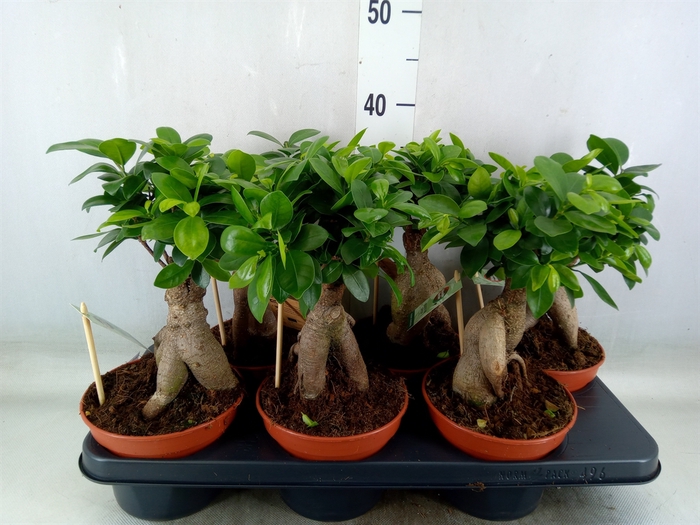 <h4>Ficus microcarpa 'Ginseng'</h4>