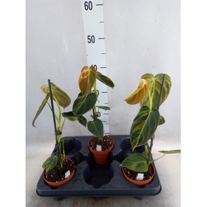 Philodendron   ...