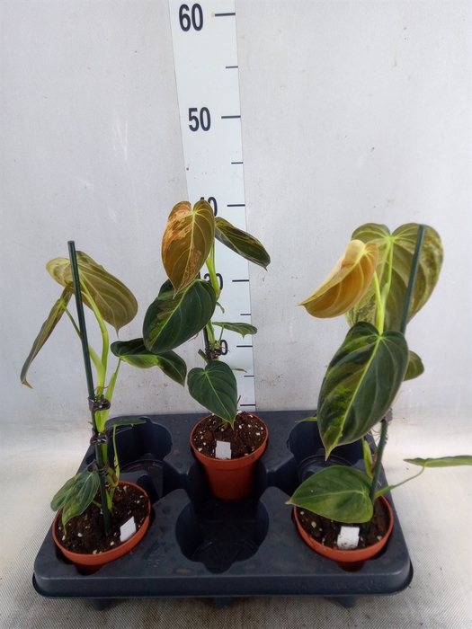 <h4>Philodendron   ...</h4>