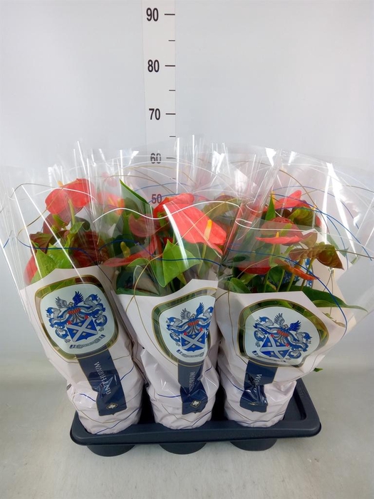 <h4>Anthurium andr. 'Florida'</h4>