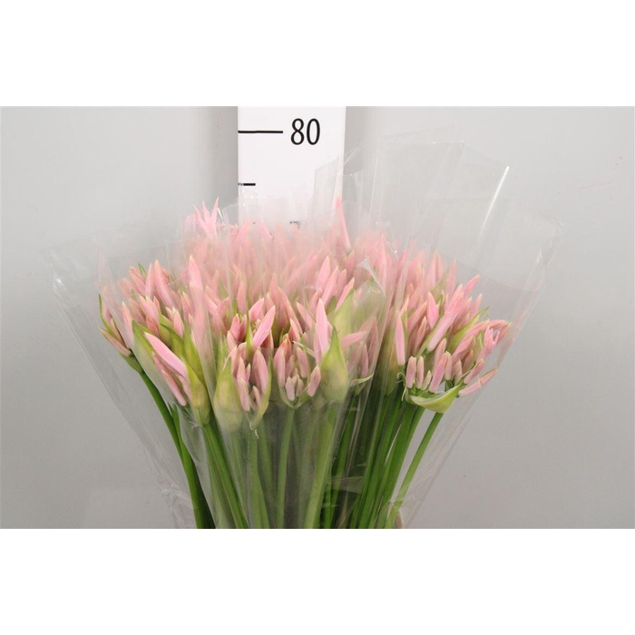 <h4>Ne Bo Sofie</h4>