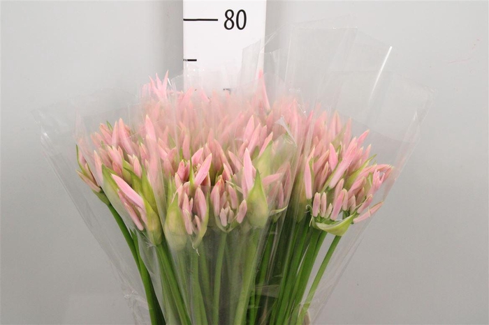 <h4>Ne Bo Sofie</h4>