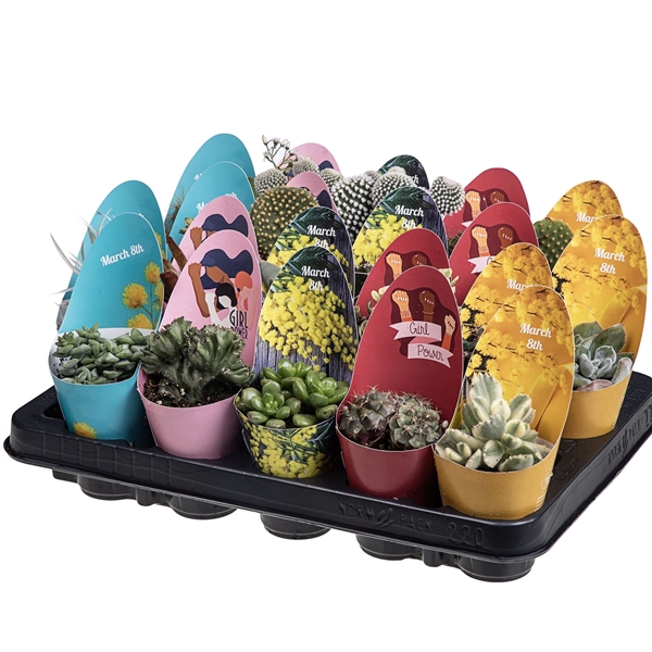 <h4>MIX CACTUS AND SUCCULENTS IN A Ø6.5 POT WITH WOMEN'S DAY POT COVER ON A TRAY OF 20 PIECES.</h4>