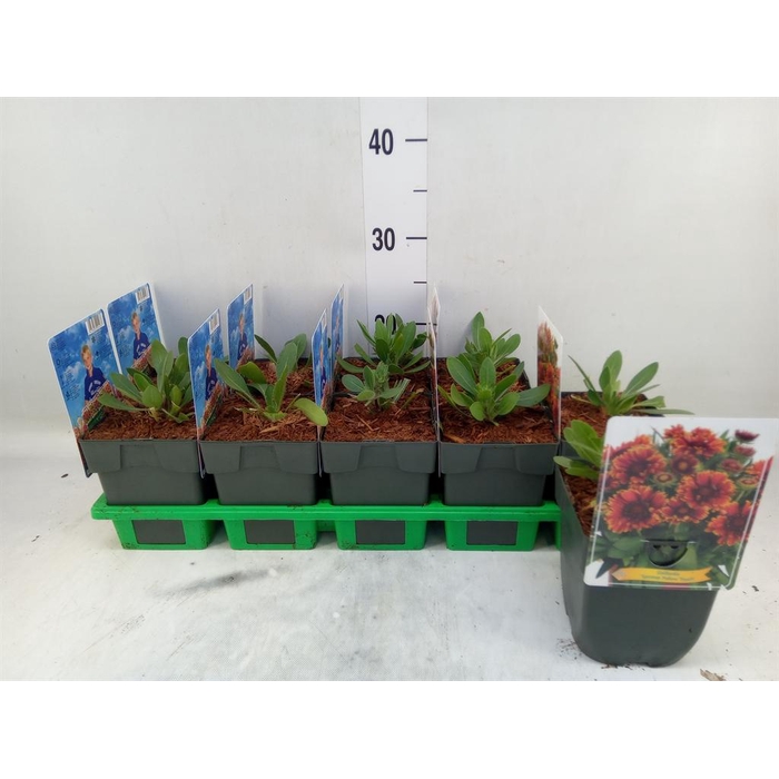 <h4>Gaillardia ...</h4>
