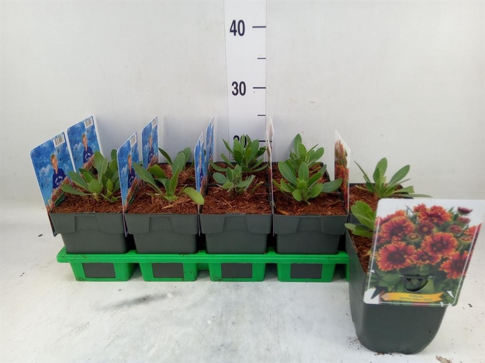<h4>Gaillardia   ...</h4>