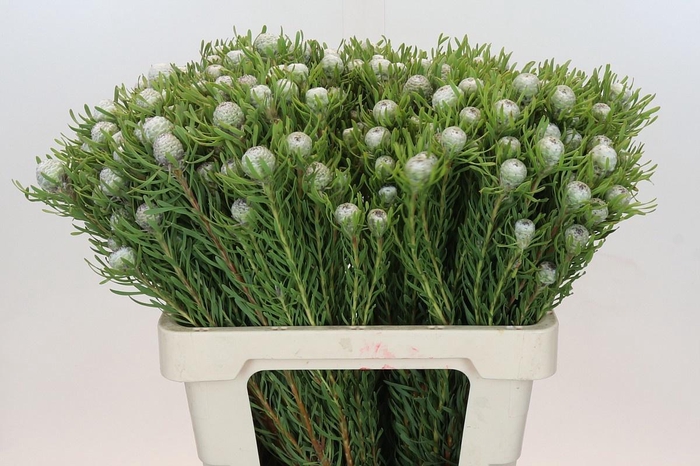 <h4>LEUCAD GA AYOBA S PE</h4>