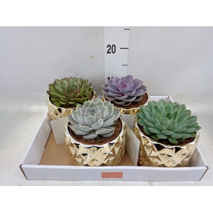 Echeveria   ...mix