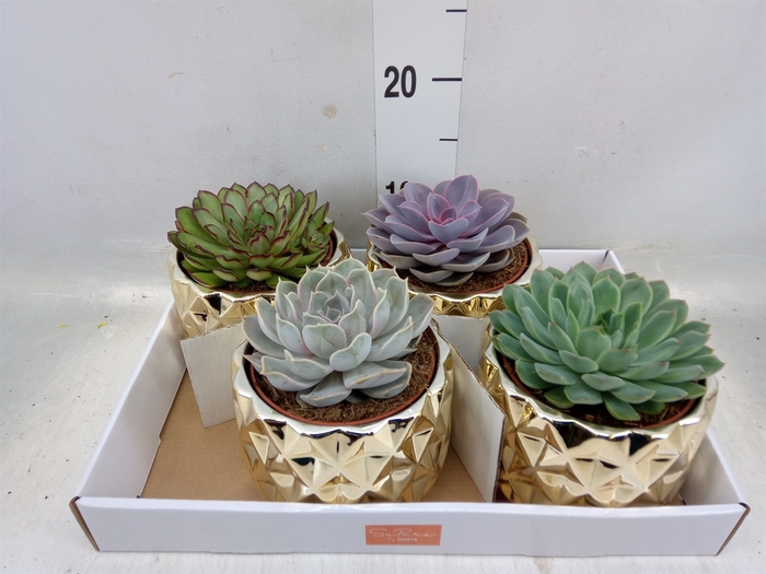 <h4>Echeveria   ...mix</h4>