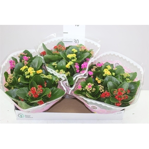 Kalanchoe Calandiva Carnaval