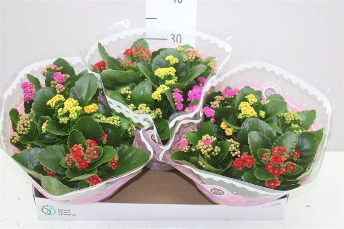 <h4>Kalanchoe Calandiva Carnaval</h4>