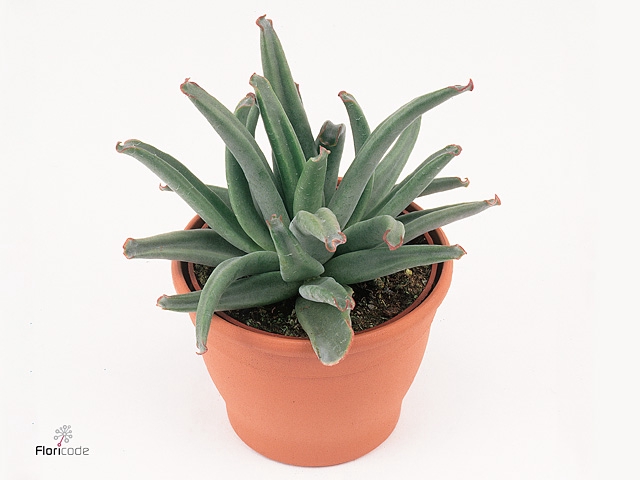 Cotyledon Octopus