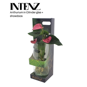 Anthurium in Cylinder glas + showdoos - levertijd: 24 uur