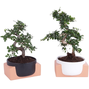 Bonsai Indoor Mix Ø20cm S-Shape in Ø22cm Authentic Bowl