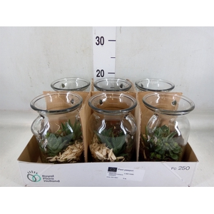 Arr.   Kamerplant Groen L%