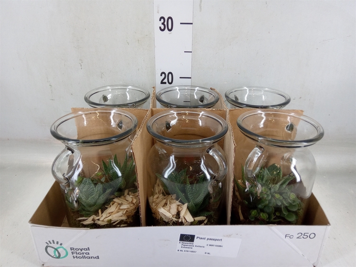 <h4>Arr.   Kamerplant Groen L%</h4>