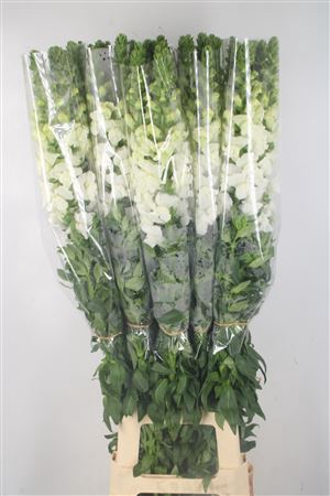 <h4>Antirrhinum Fr. White Ex</h4>