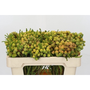 Cape Green Abrotanum