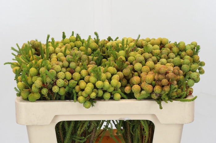 <h4>Cape Green Abrotanum</h4>